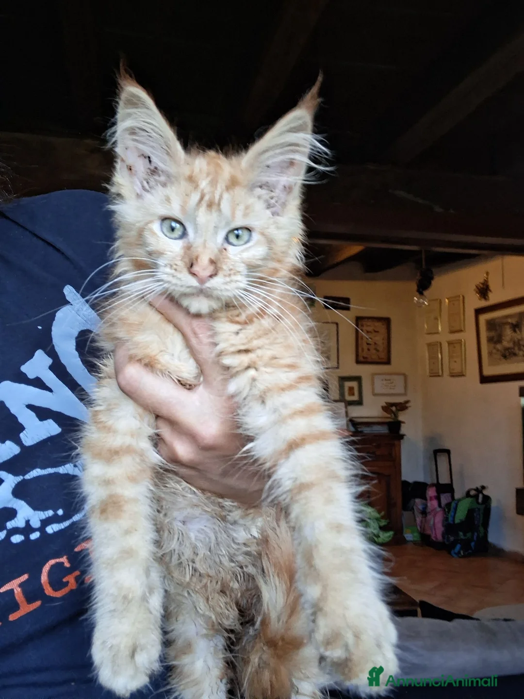 Maine Coon gatti in vendita: Maine coon gattini - Annuncio 2