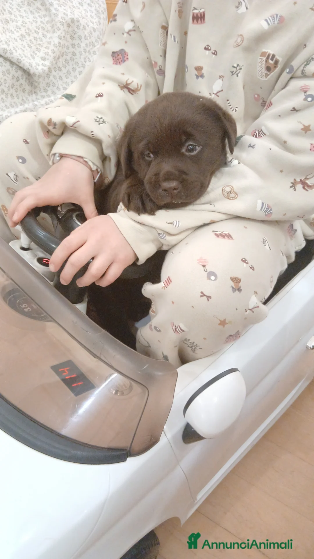 Labrador cani in vendita: Cucciola Labrador Chocolate - Annuncio 1