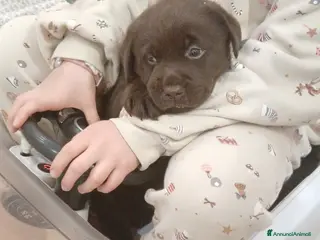 Labrador cani Cucciola Labrador Chocolate - Annuncio 3