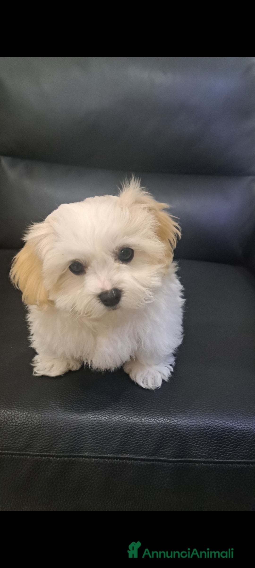 Bichon cani in vendita: Maschietto Bichon Roma Ciampino  - Annuncio 5