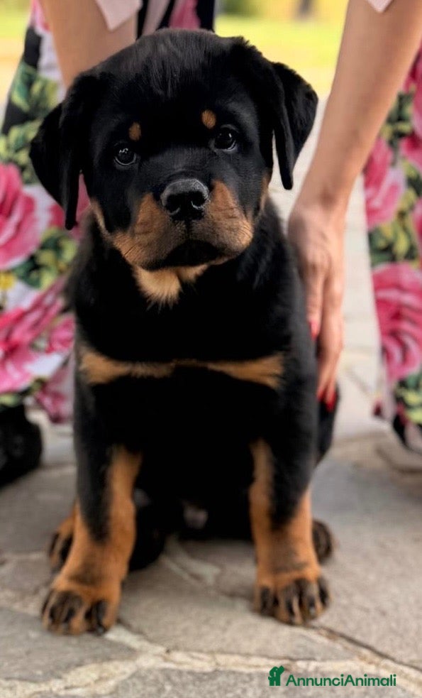Rottweiler cani Rottweiler maschio pagamenti agevolati  - Annuncio 3