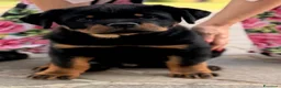 Rottweiler cani in vendita: Rottweiler maschio pagamenti agevolati  - Annuncio 1