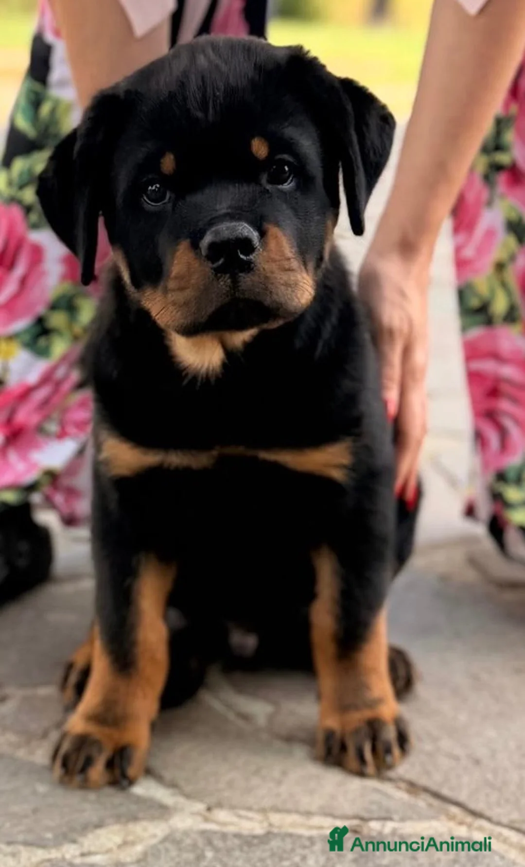 Rottweiler cani in vendita: Rottweiler maschio pagamenti agevolati  - Annuncio 1