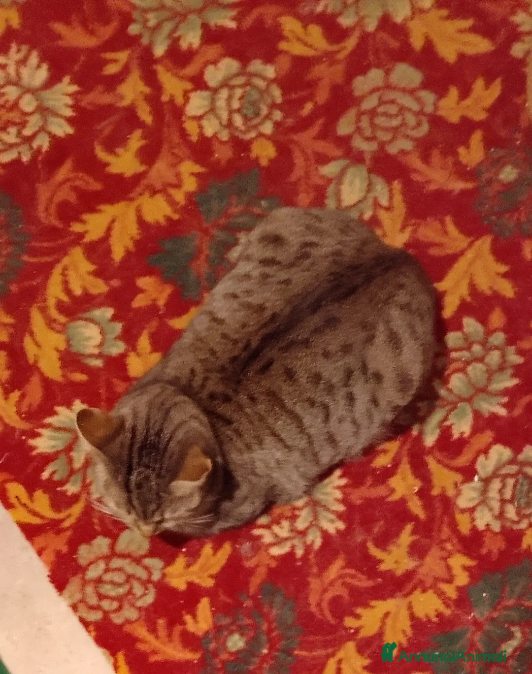 Europeo gatti in regalo: Gattina Saba  - Annuncio 2