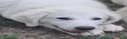 Pastore Abbruzzese Maremmano cani in vendita: Cucciolo di Pastore Maremmano-Abruzzese Maschio - Annuncio 8
