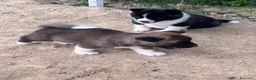 Akita Americano cani in vendita: Cuccioli di Akita  - Annuncio 7