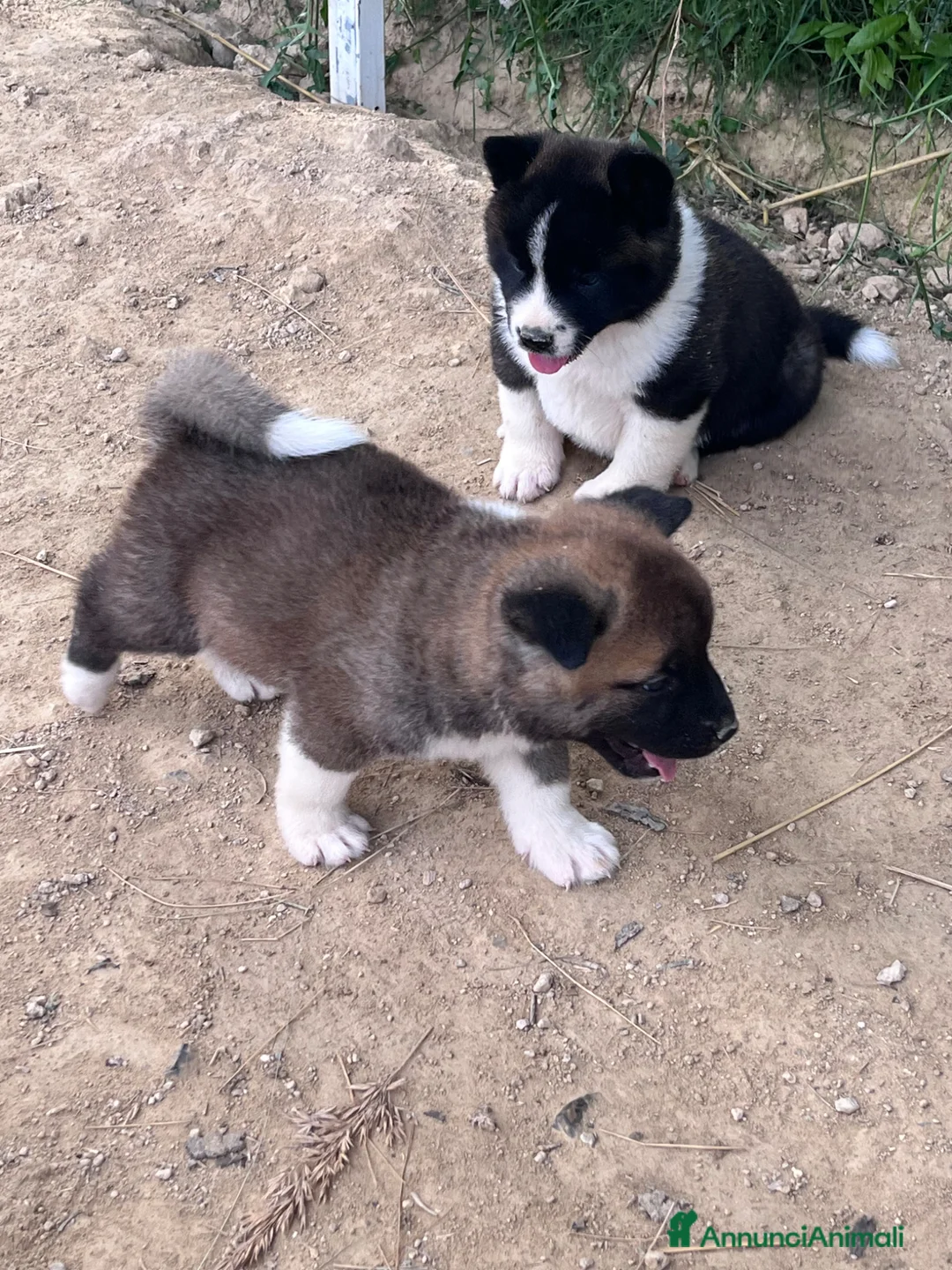 Akita Americano cani in vendita: Cuccioli di Akita  - Annuncio 7