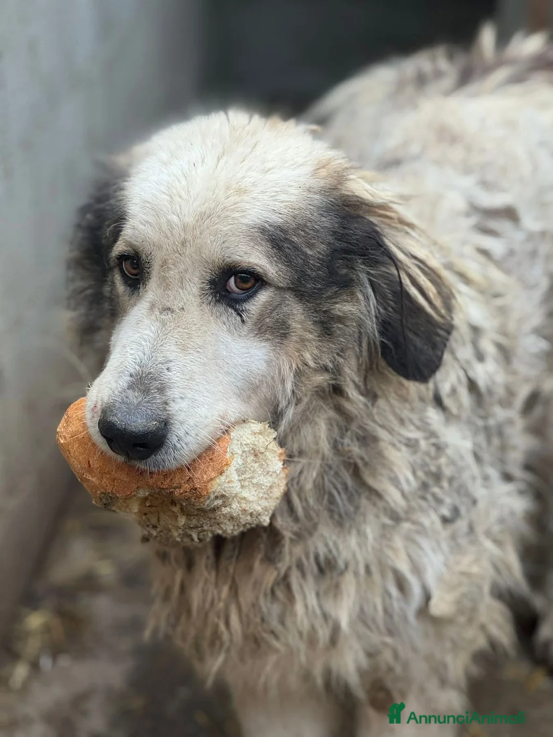 Meticcio cani in regalo: GRISU', dolce gigante buono cerca famiglia! - Annuncio 7