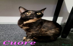 Altre razze gatti in regalo: Cuore, una Gatta da conquistare  a Provincia di Varese - Immagine 1