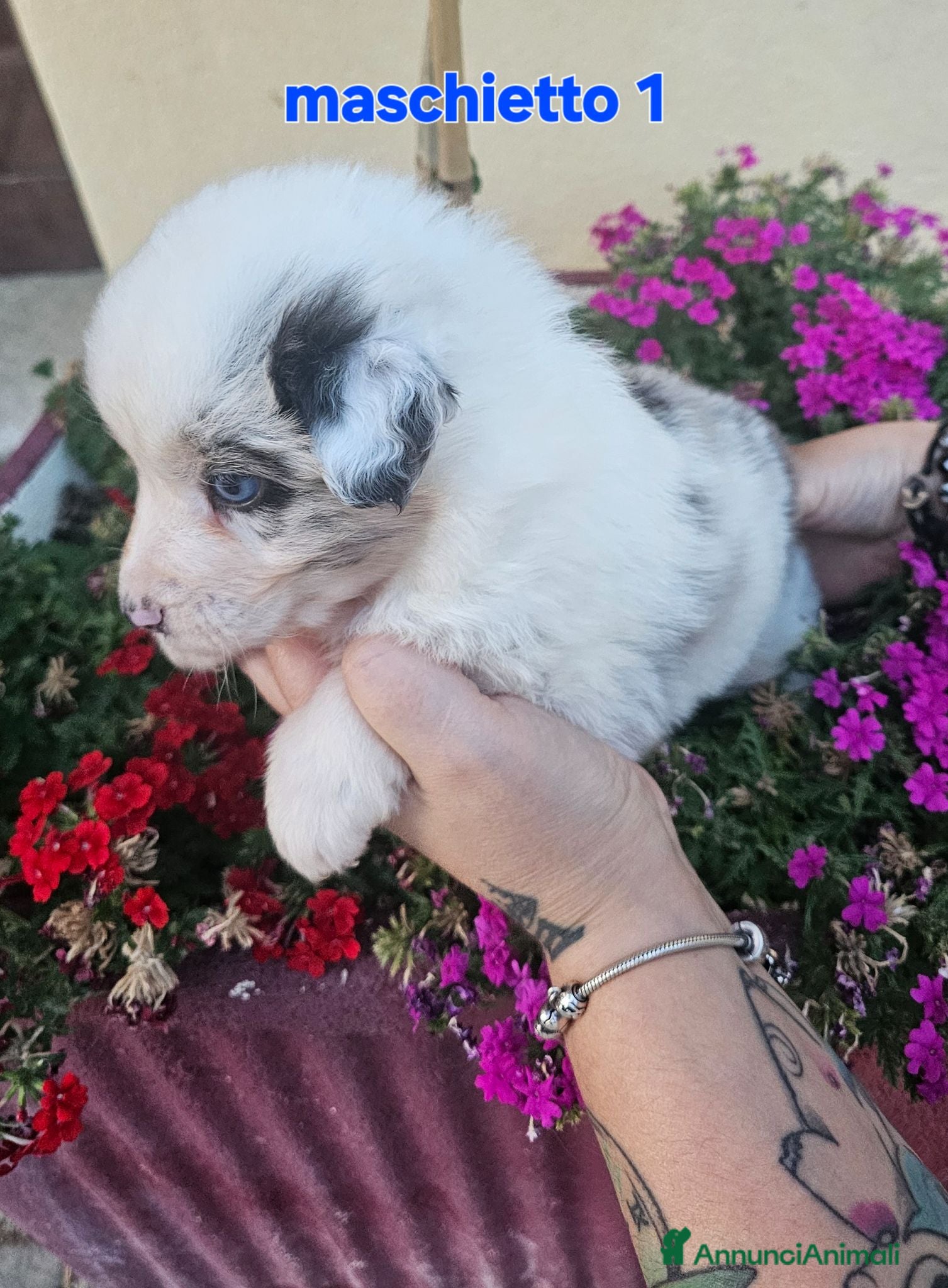 Australian Shepherd cani Cuccioli di pastore australiano disponibili  - Annuncio 2