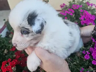 Australian Shepherd cani Cuccioli di pastore australiano disponibili - Annuncio 2
