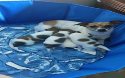 Jack Russell cani in vendita: Jeck Russell  a Città metropolitana di Roma Capitale - Immagine 5