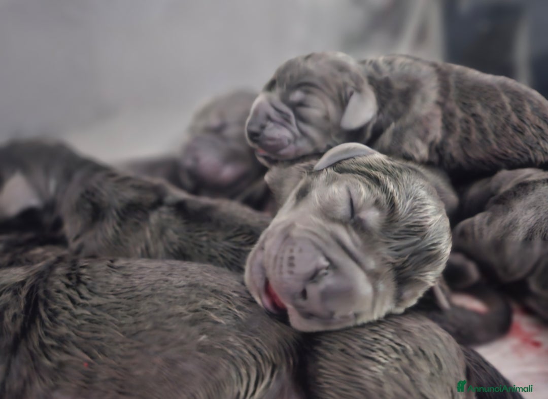 Alano cani in vendita: Cuccioli di alano blu da Allevamento Riconosciuto  - Annuncio 13