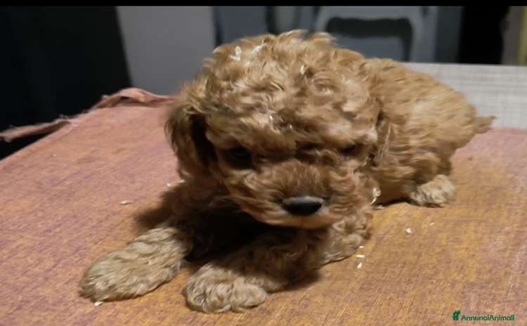 Barboncino Toy cani a Provincia di Pisa - Annuncio 1