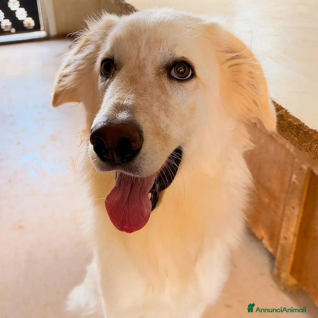 Meticcio cani in regalo: EROS 💙 PROFESSIONE: FAR INNAMORARE 🥰 a Provincia di Ravenna - Annuncio 6