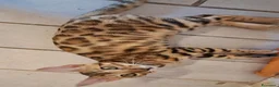 Bengala gatti in vendita: Cuccioli brown tre mesi a Provincia di Modena - Annuncio 4