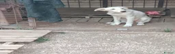 Meticcio cani in regalo: Inna, simil golden! (5 mesi)  - Annuncio 2