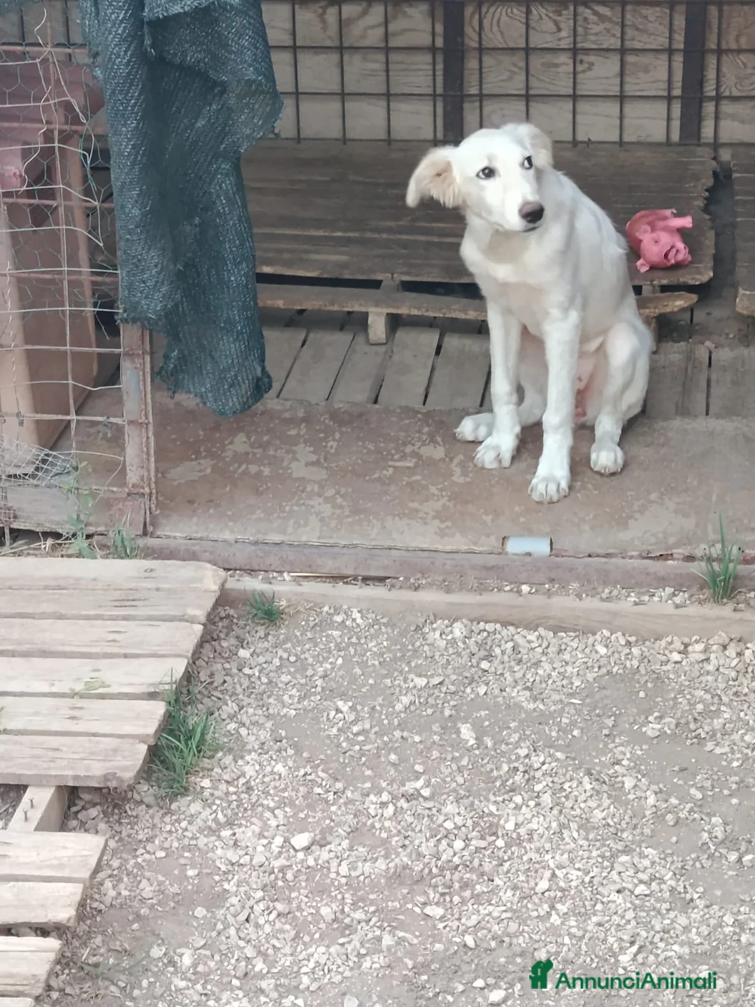 Meticcio cani in regalo: Inna, simil golden! (5 mesi)  - Annuncio 2