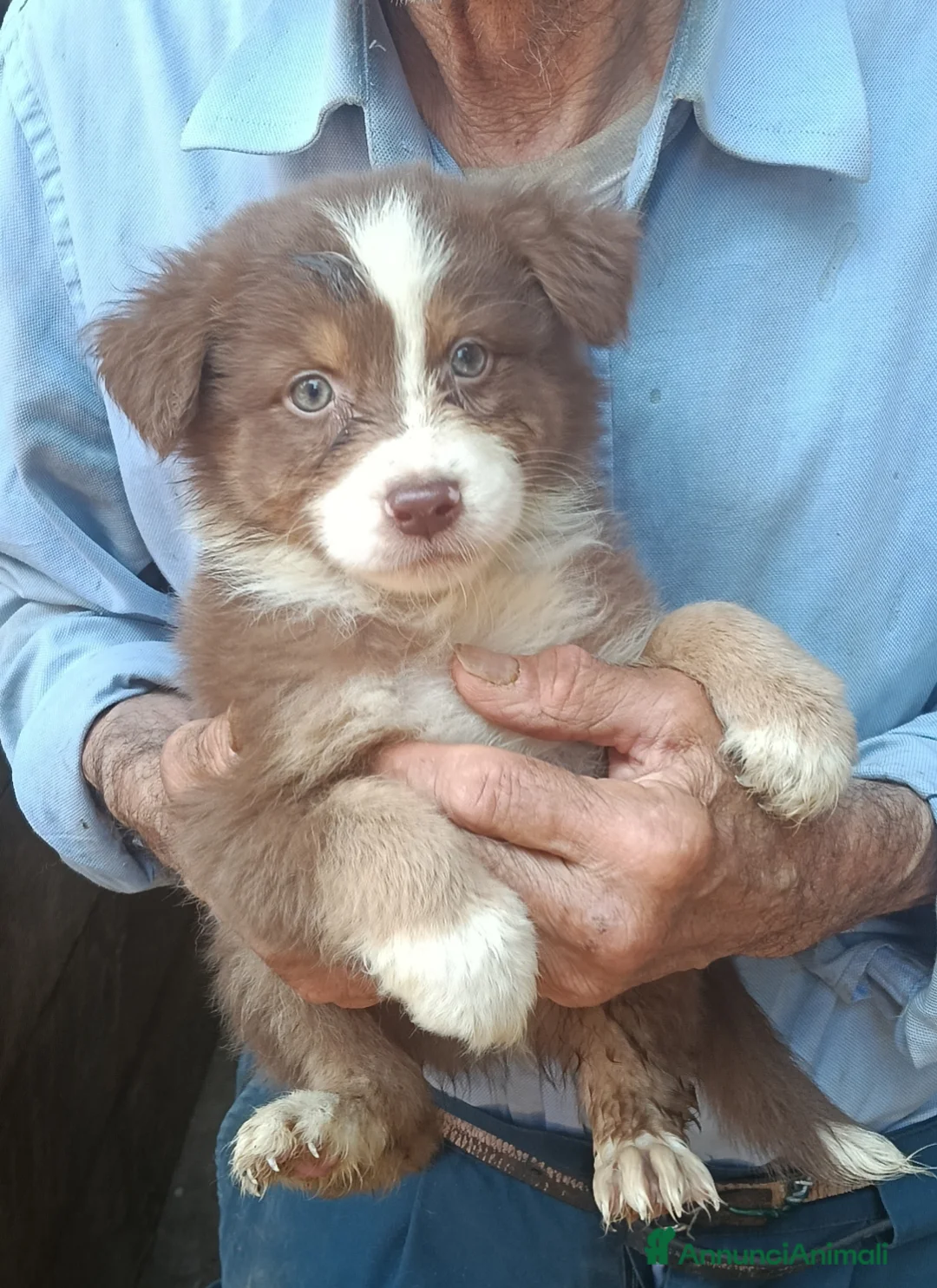 Australian Shepherd cani in vendita: Ultimi 3 cuccioli Australian Shepherd disponibili - Annuncio 5