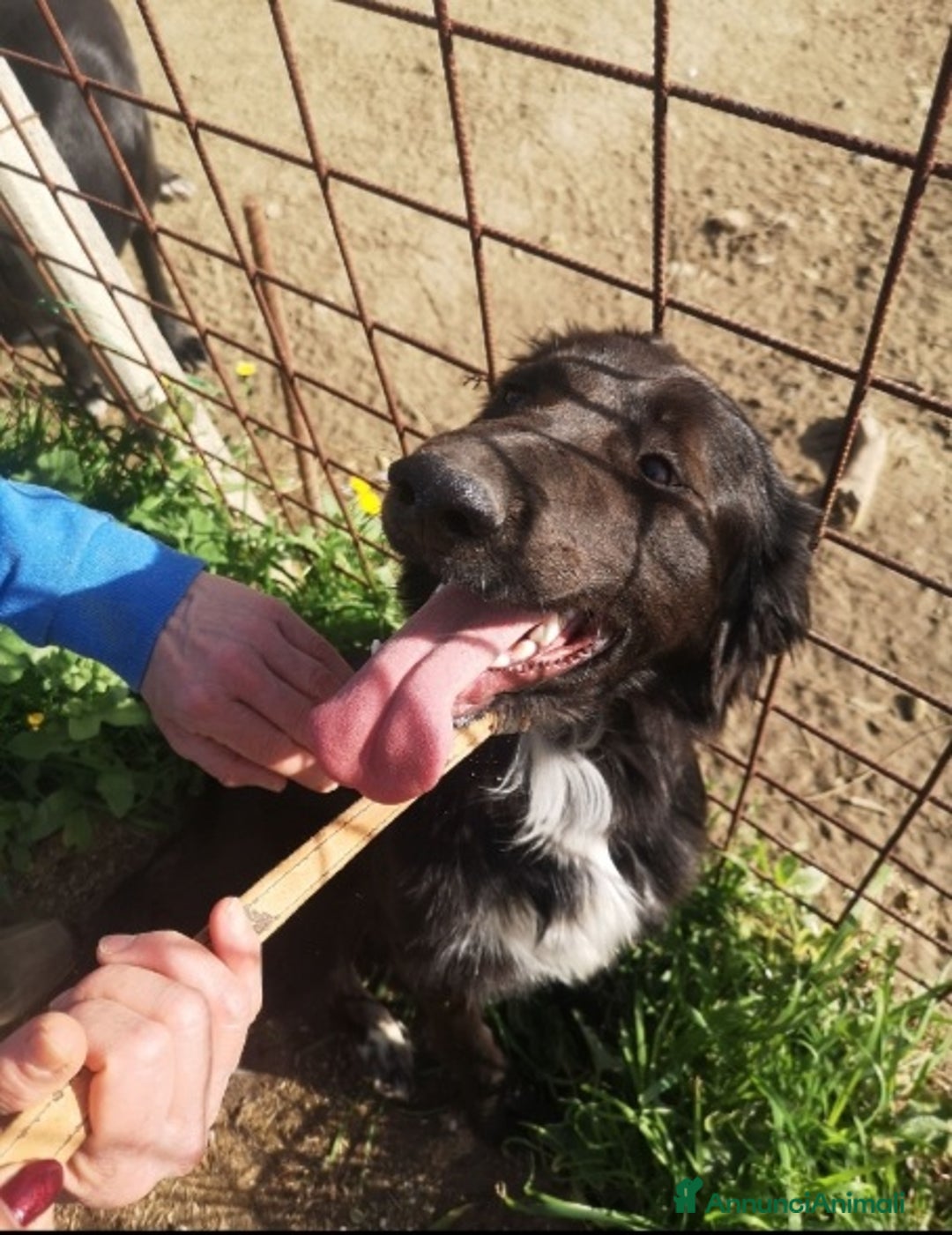 Meticcio cani in regalo: Pegaso mix Setter rimasto solo in box.COSENZA - Annuncio 4