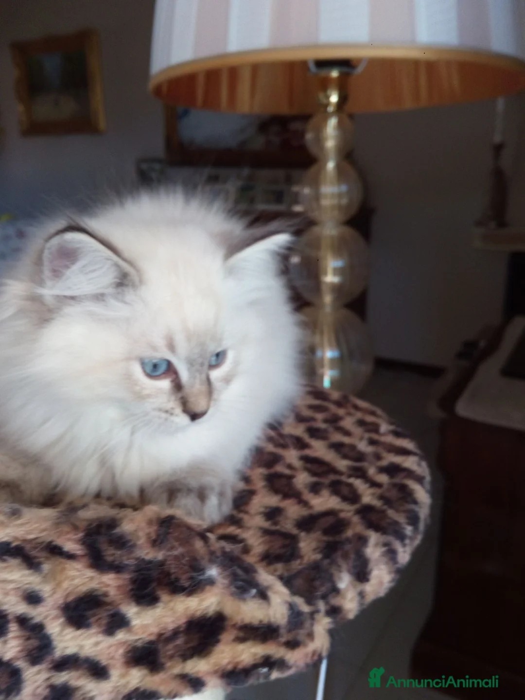 Ragdoll gatti in vendita: Cuccioli Ragdolls altissima genealogia  - Annuncio 2
