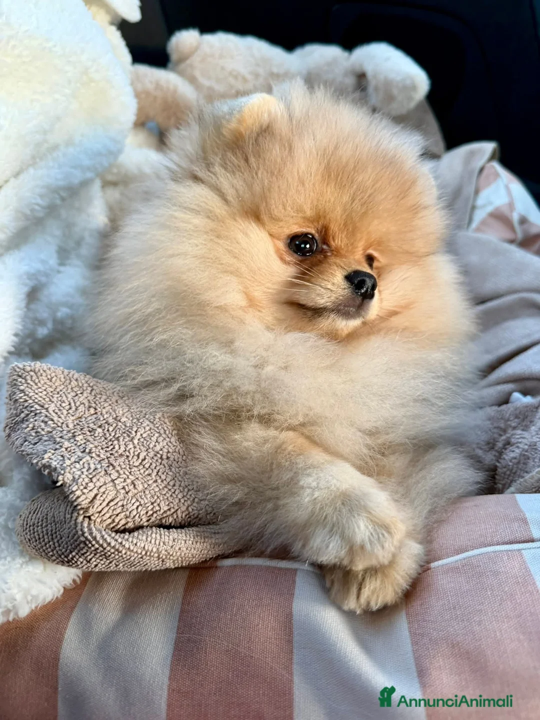 Immagine della galleria {{count}}