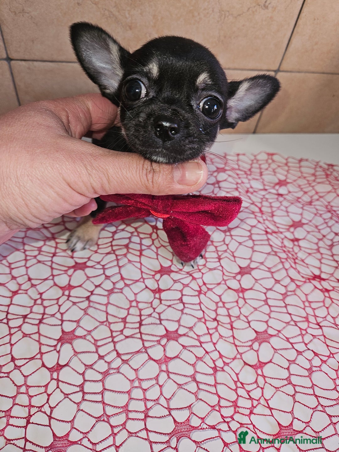 Chihuahua cani in vendita: Chihuahua toy maschera nera - Annuncio 2