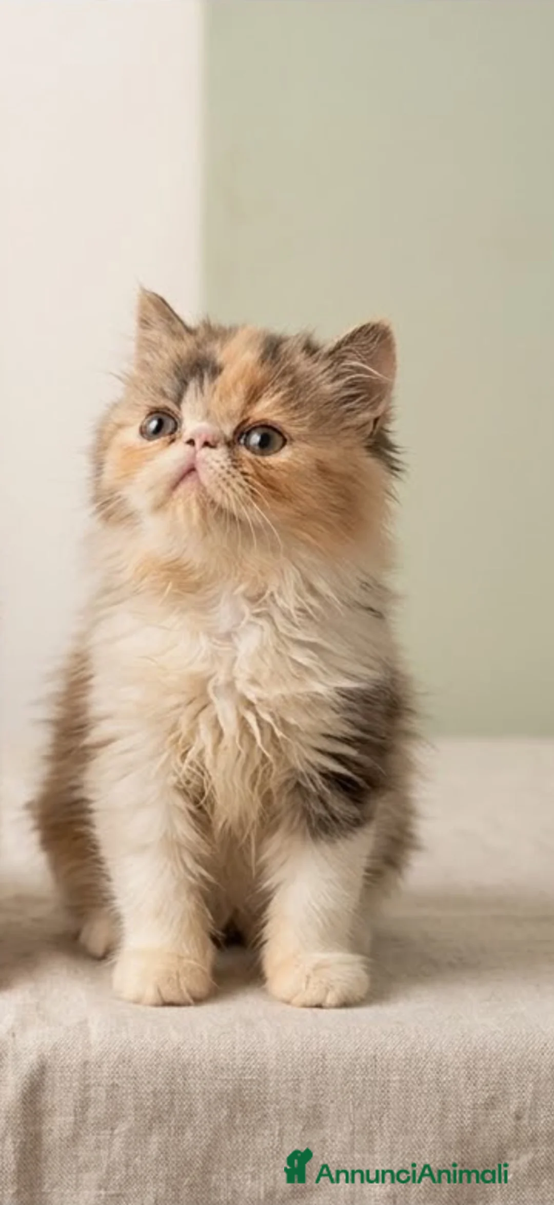 Persiano gatti in vendita: Persiana calico - Annuncio 2
