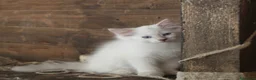 Ragdoll gatti in vendita: Ragdoll cucciolo splendido Lilac con pedigree. - Annuncio 4