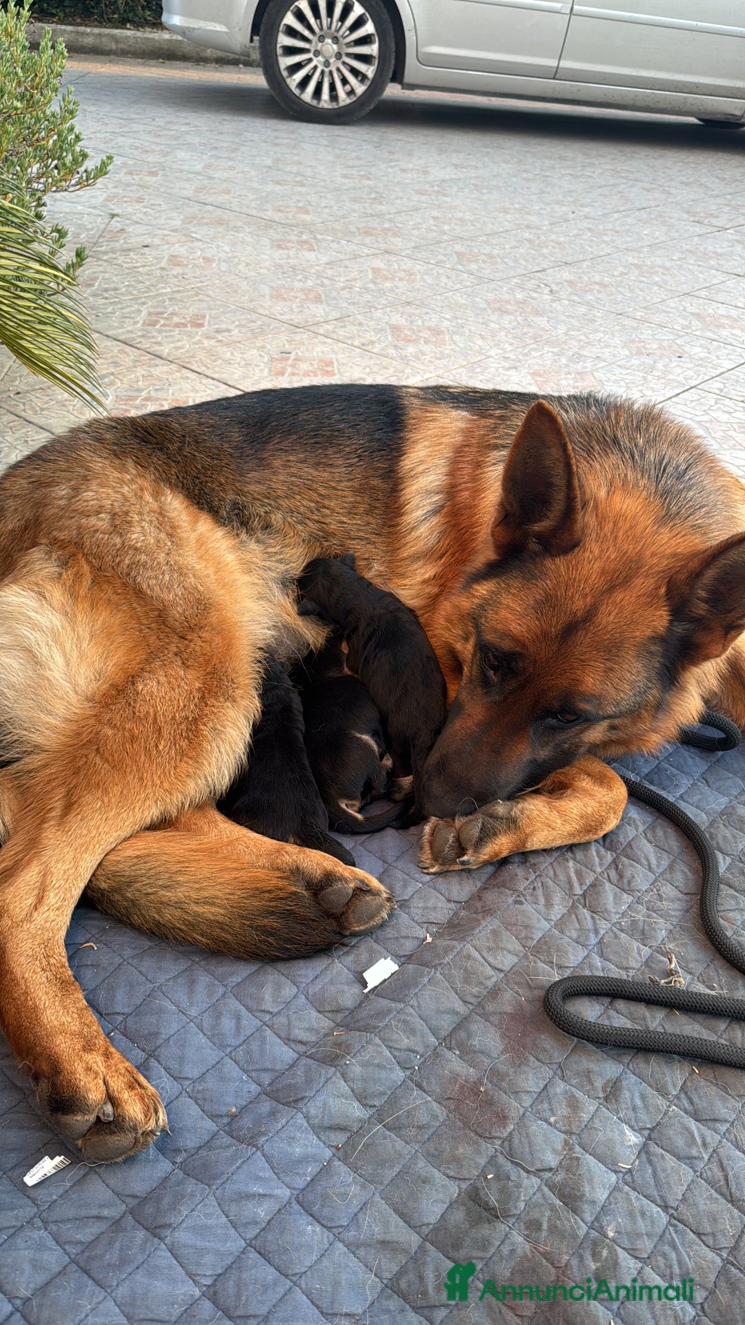 Pastore Tedesco cani in vendita: Cucciolo pastore tedesco a Città Metropolitana di Napoli - Immagine 9
