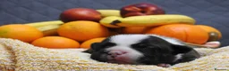 Staffordshire cani in vendita: Staffordshire bull terrier staffy a Provincia di Frosinone - Annuncio 4