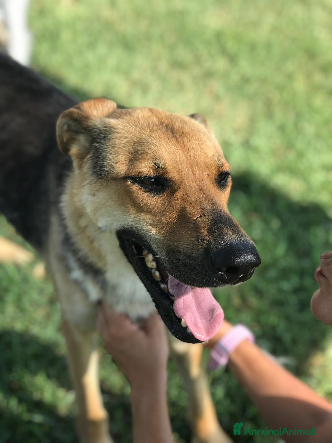 Meticcio cani in regalo: TINA la dolcissima pastorella in adozione a Provincia di Latina - Annuncio 2