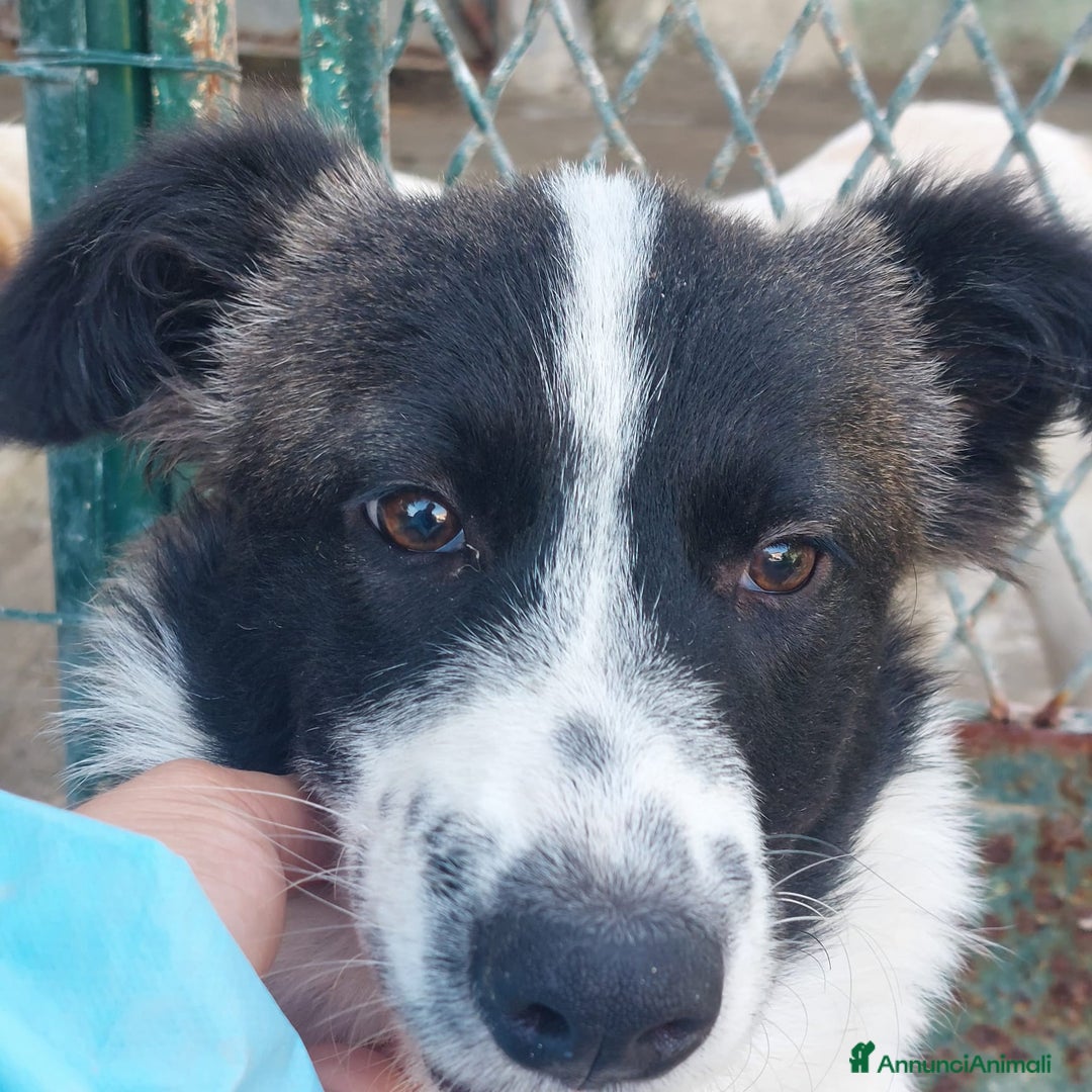 Meticcio cani in regalo: Moka  - Annuncio 1