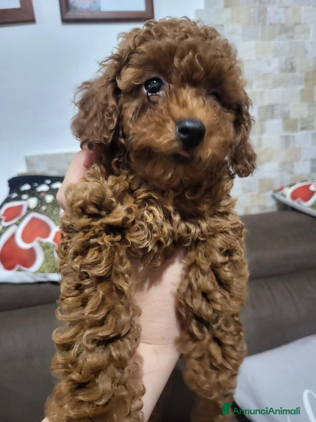 Barboncino Toy cani in vendita: Barboncina toy  - Annuncio 7