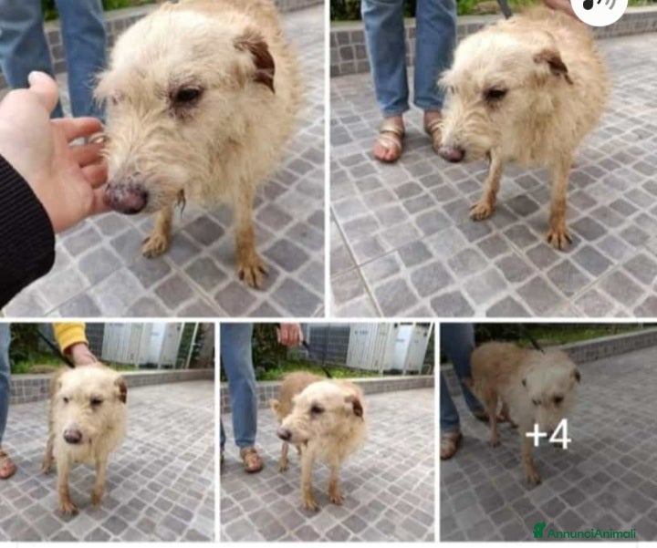 Meticcio cani Nonnino 14anni mollato in canile! URGENTE PALERMO a Città metropolitana di Milano - Annuncio 39
