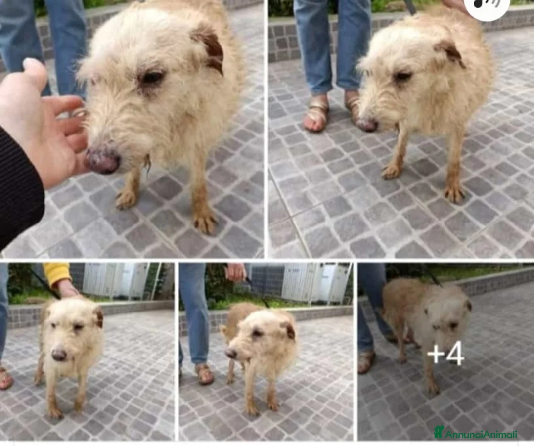 Meticcio cani in regalo: Nonnino 14anni mollato in canile! URGENTE PALERMO a Città metropolitana di Milano - Annuncio 1