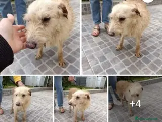 Meticcio cani Nonnino 14anni mollato in canile! URGENTE PALERMO a Città metropolitana di Milano - Annuncio 39