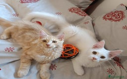 Maine Coon gatti in vendita: Cuccioli Maine coon a Provincia di Padova - Immagine 2