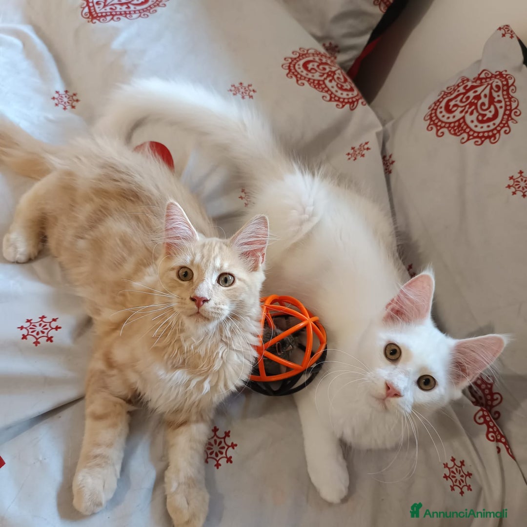 Maine Coon gatti in vendita: Cuccioli Maine coon a Provincia di Padova - Immagine 2