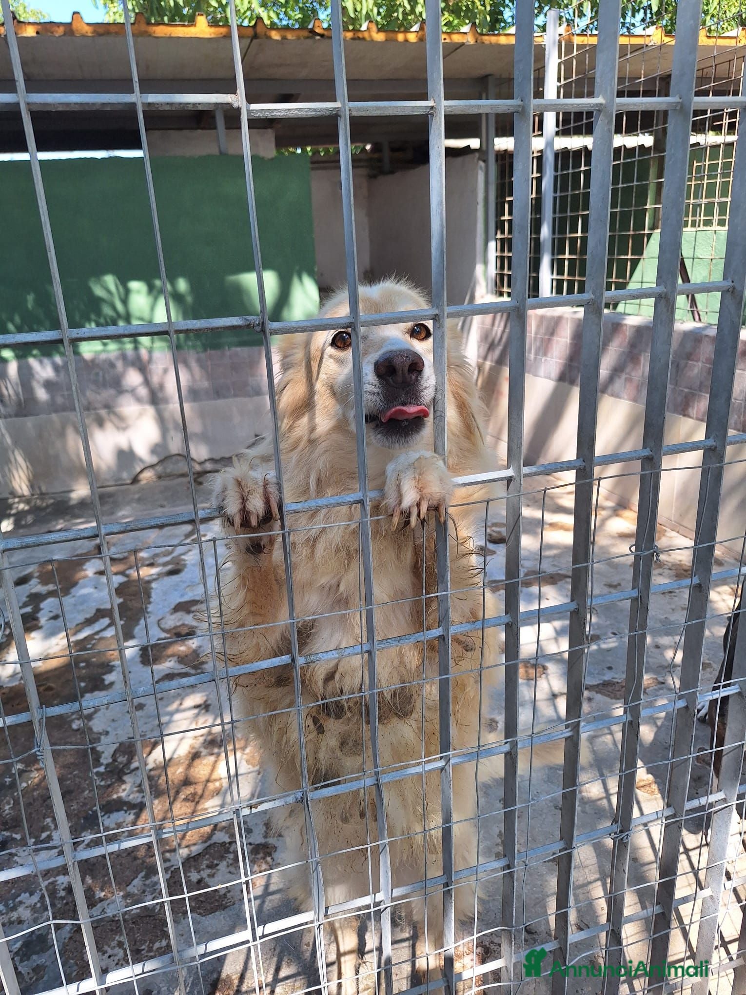 Meticcio cani Cremino 13 anni - Annuncio 2