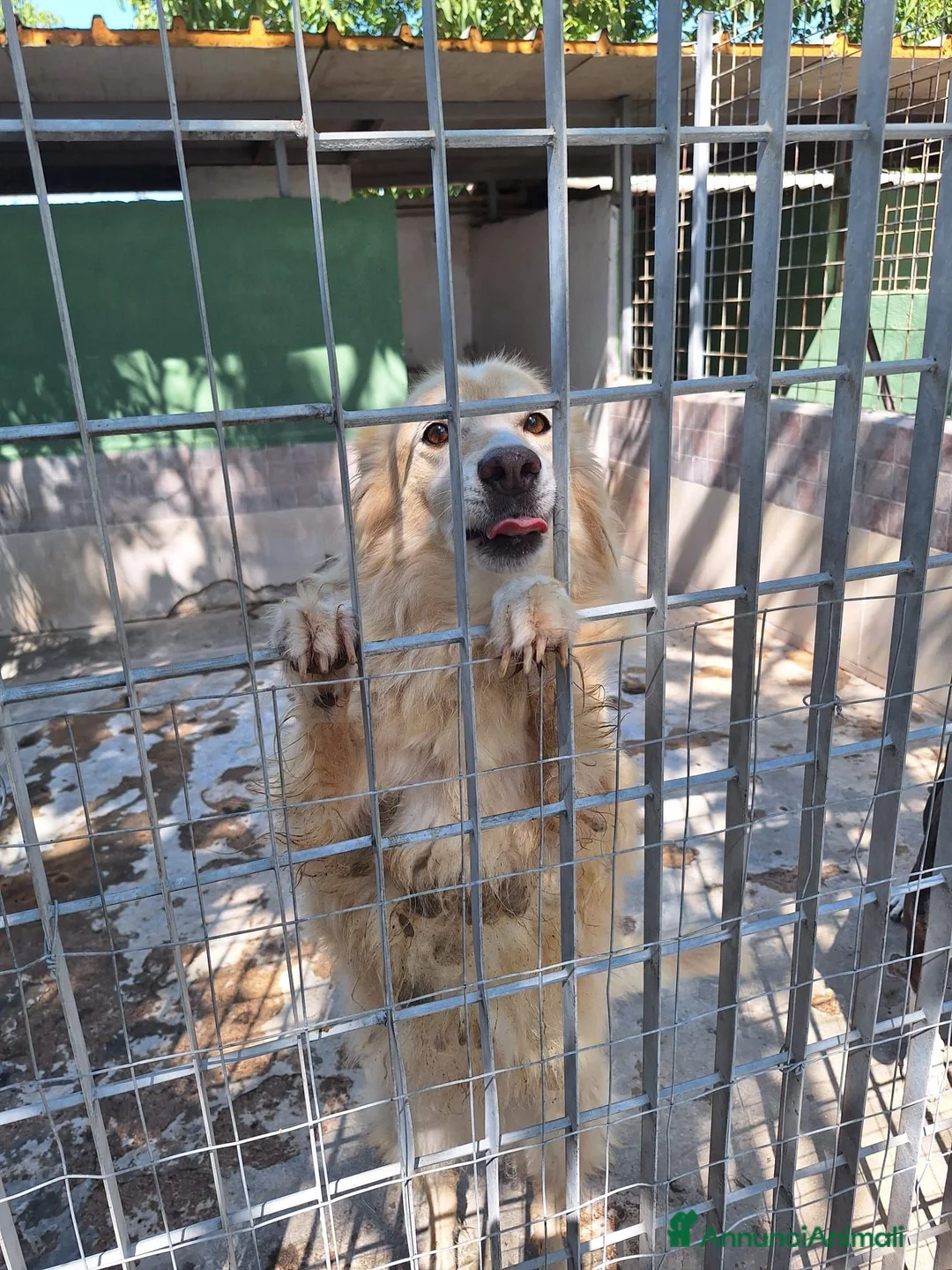 Meticcio cani in regalo: Cremino 13 anni - Annuncio 1