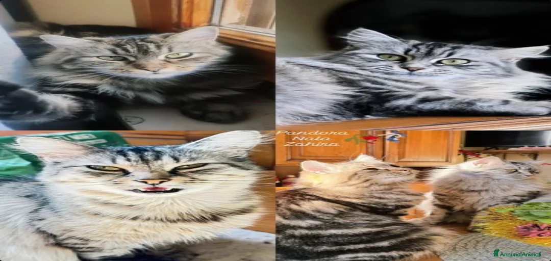 Immagine della galleria {{count}}