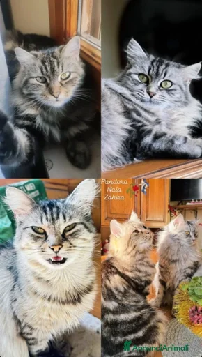 Immagine della galleria {{count}}