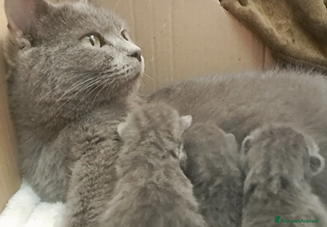 Certosino gatti in vendita: Gattini Certosini - Annuncio 2