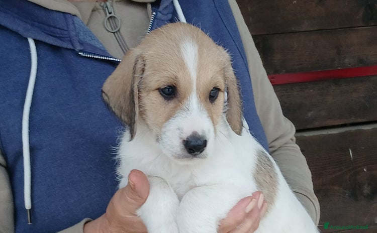 Meticcio cani - Annuncio 17