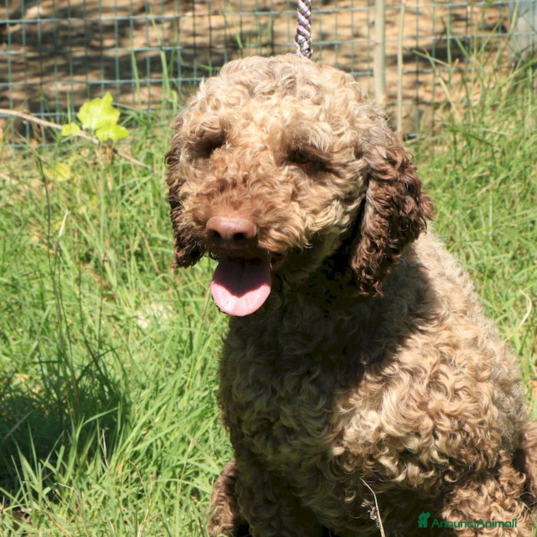 Lagotto cani in vendita: Lagotto romagnolo - maschio adulto 1 a Provincia di Ravenna - Annuncio 3