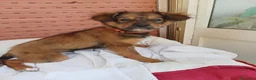 Meticcio cani in regalo: UNA MAMMA PER ROCKY a Provincia di Varese - Annuncio 3