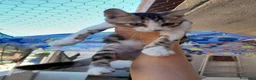 Europeo gatti in regalo: Adozione di coppia - Annuncio 4
