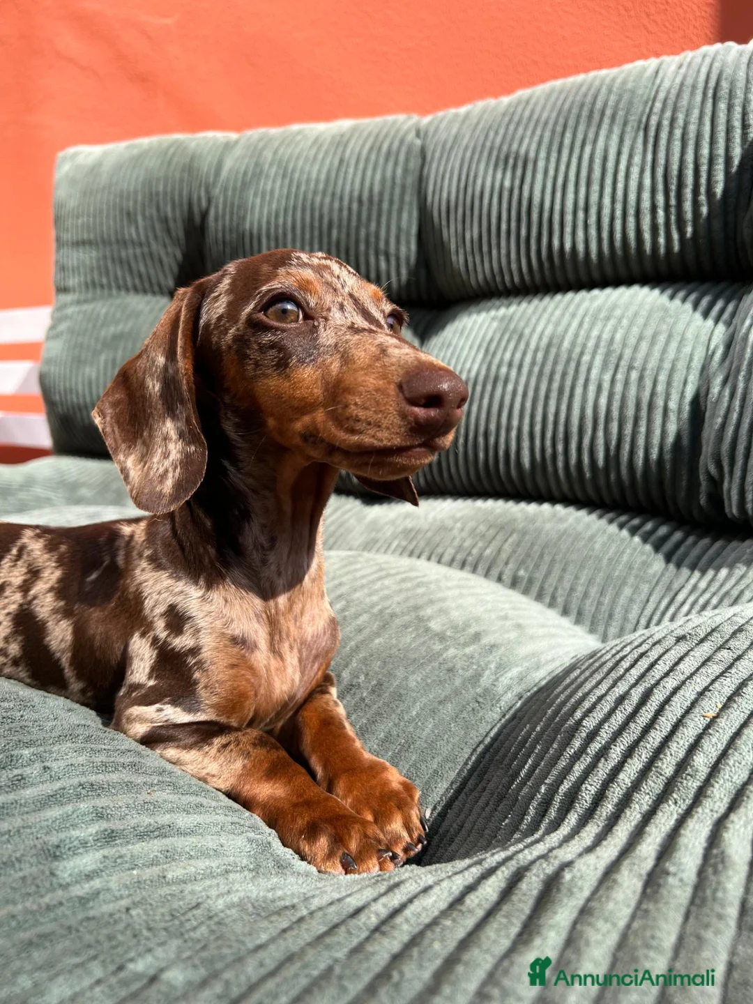 Bassotto cani in vendita: Disponibile cucciolo maschio di bassotto kaninchen - Annuncio 1
