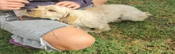 Meticcio cani in regalo: Romina: cucciolotta taglia piccola socievole  - Annuncio 3